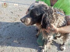 Cane salvato dalla Polizia Locale