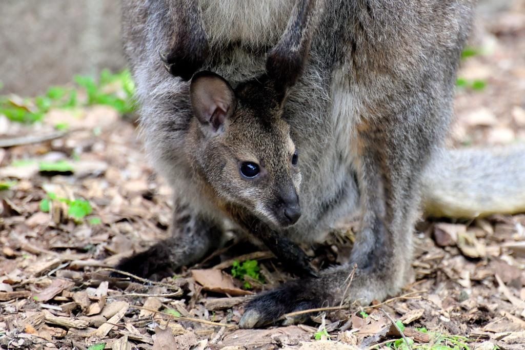 Nato un canguro di Bennet al Bioparco di Roma 