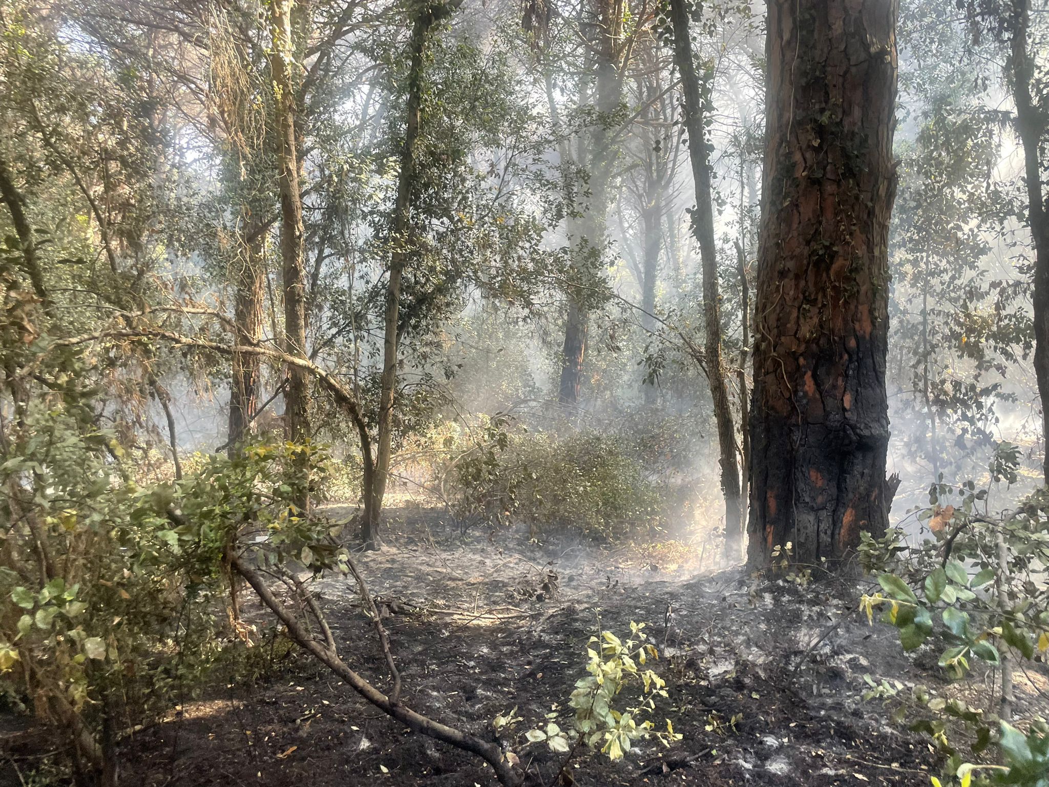 incendio pineta Castel Fusano Ostia