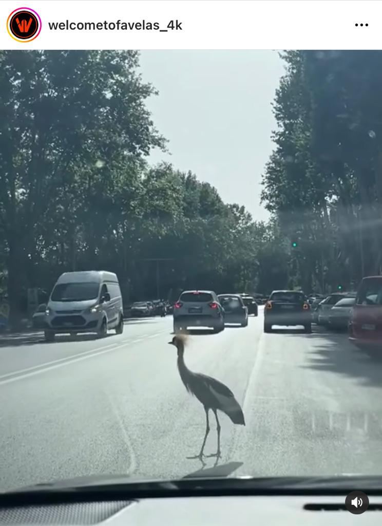 Lungotevere degli inventori Roma airone