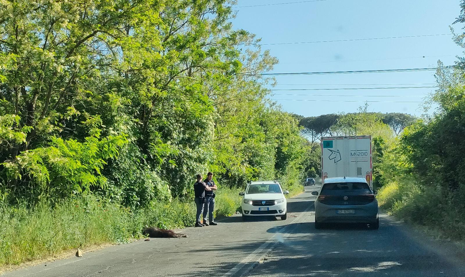 Roma, investito cinghiale sulla Pontina