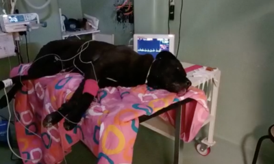 Rocky il cane morto