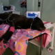 Rocky il cane morto