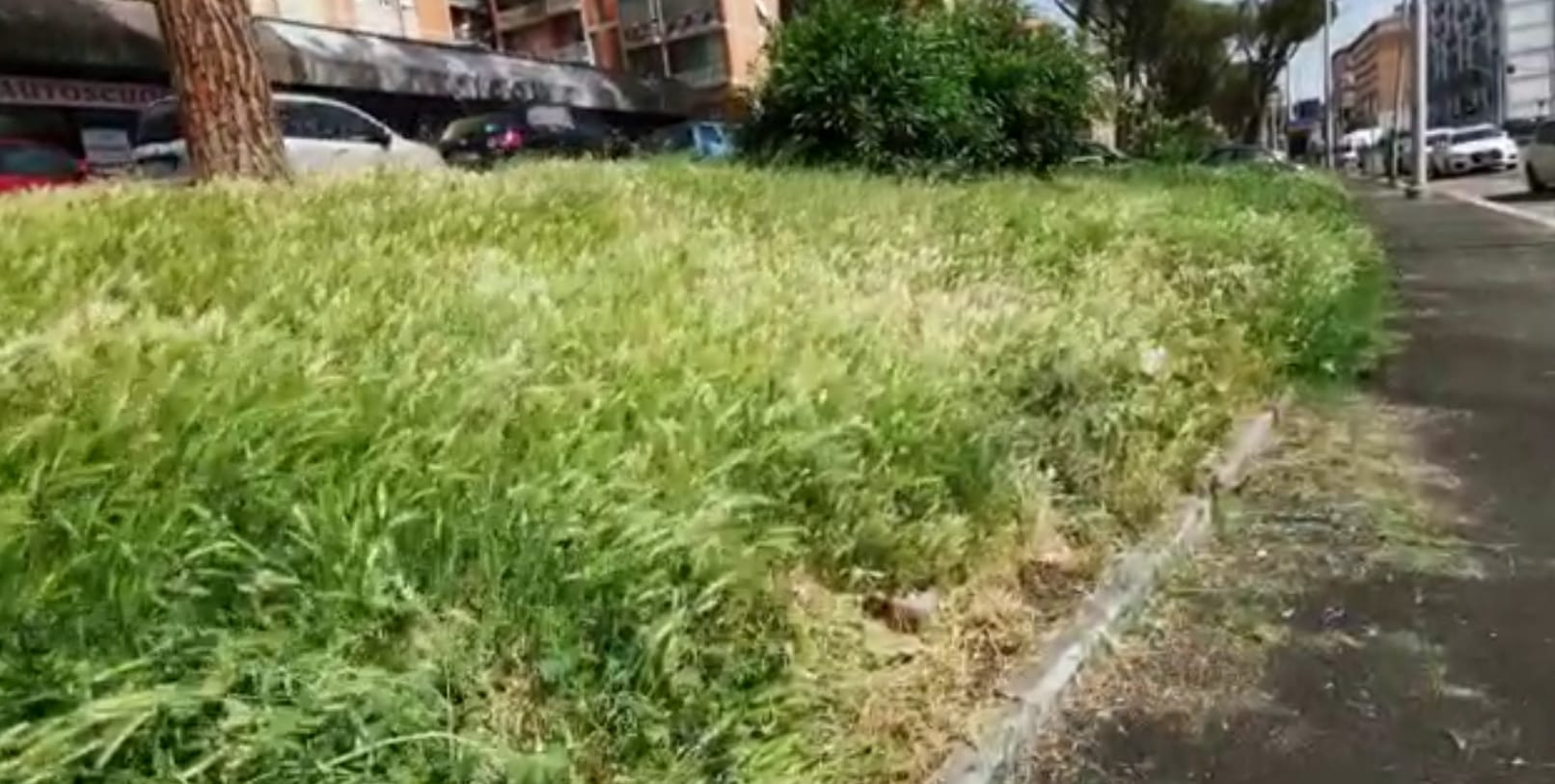Roma, area verde abbandonata