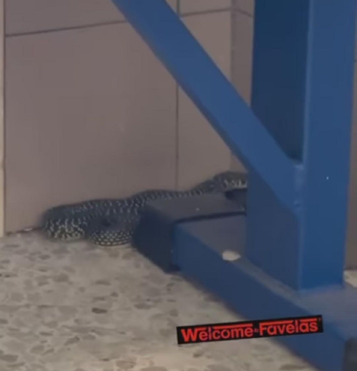 Trovato un serpente nello spogliatoio di un liceo capitolino