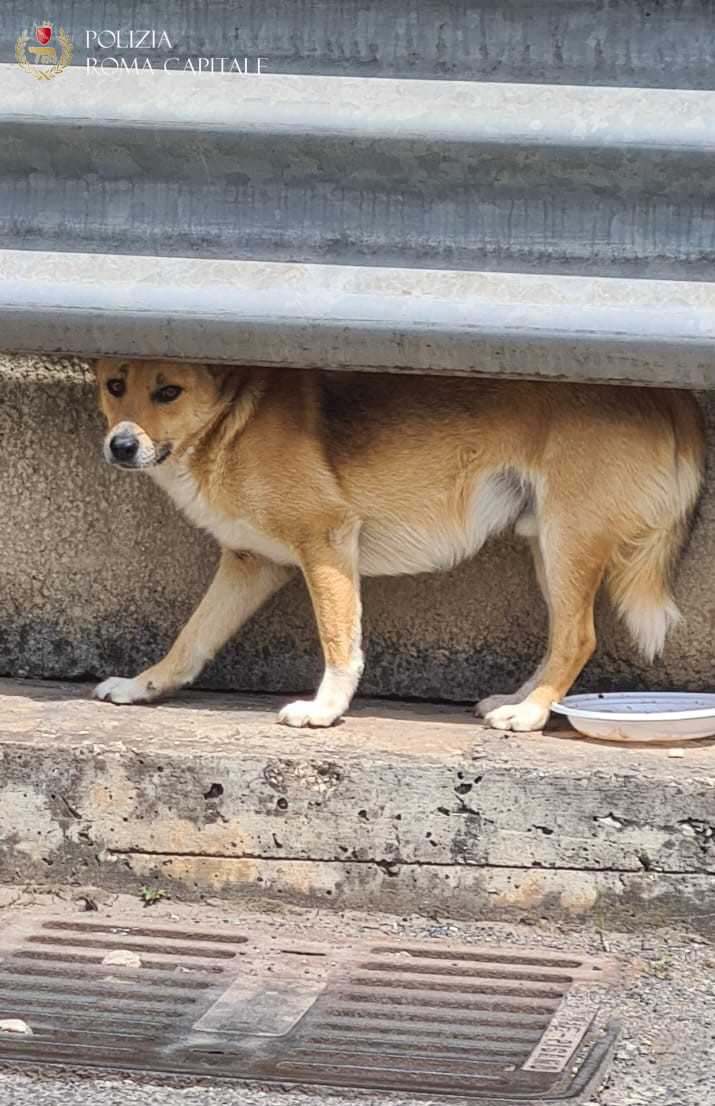 Il cane salvato dalla Polizia Locale