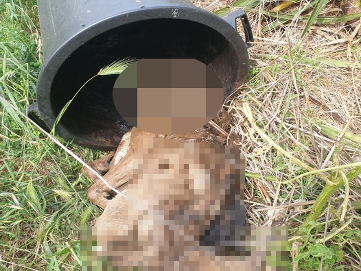 Cane mutilato ritrovato ad Ardea