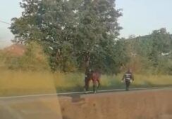 Cavallo a spasso sulla pontina