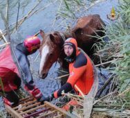 Cavallo salvato Roma