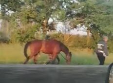 Cavallo a spasso sulla Pontina