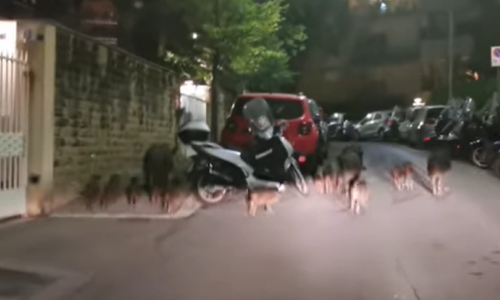 Cinghiali a Roma, tra incursioni sempre più massicce e l’ombra degli abbattimenti: e cresce l’allarme per la peste suina Cinghiali a Roma, tra incursioni sempre più massicce e l’ombra degli abbattimenti: e cresce l’allarme per la peste suina