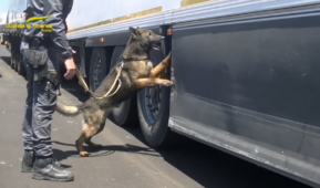 Cane che fiuta la droga nel porto di Civitavecchia