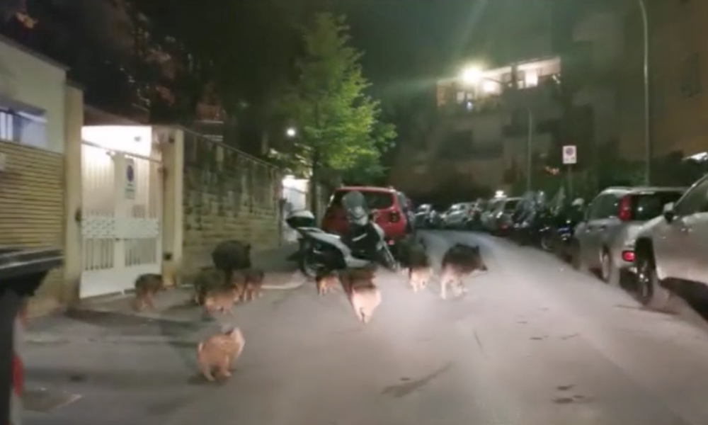 ‘Passeggiata in famiglia’: 16 cinghiali a spasso alla Balduina (VIDEO) ‘Passeggiata in famiglia’: 16 cinghiali a spasso alla Balduina (VIDEO)