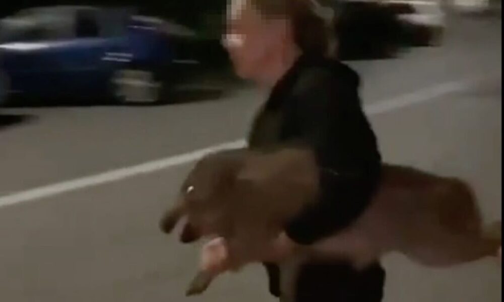 Cinghiali a Roma: animalisti cercano di salvare i cuccioli durante l’abbattimento Cinghiali a Roma: animalisti cercano di salvare i cuccioli durante l’abbattimento