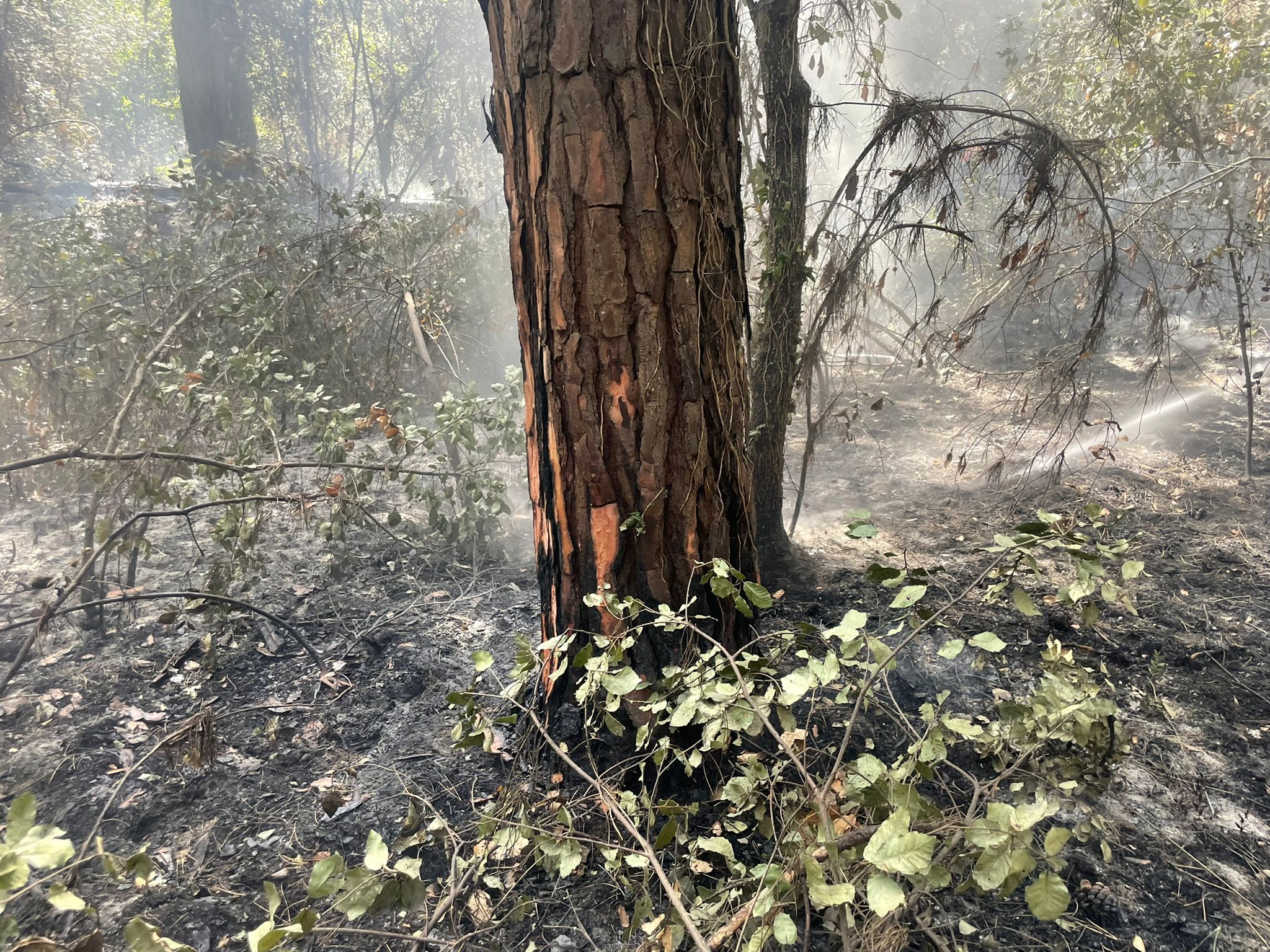 incendio pineta Castel Fusano Ostia