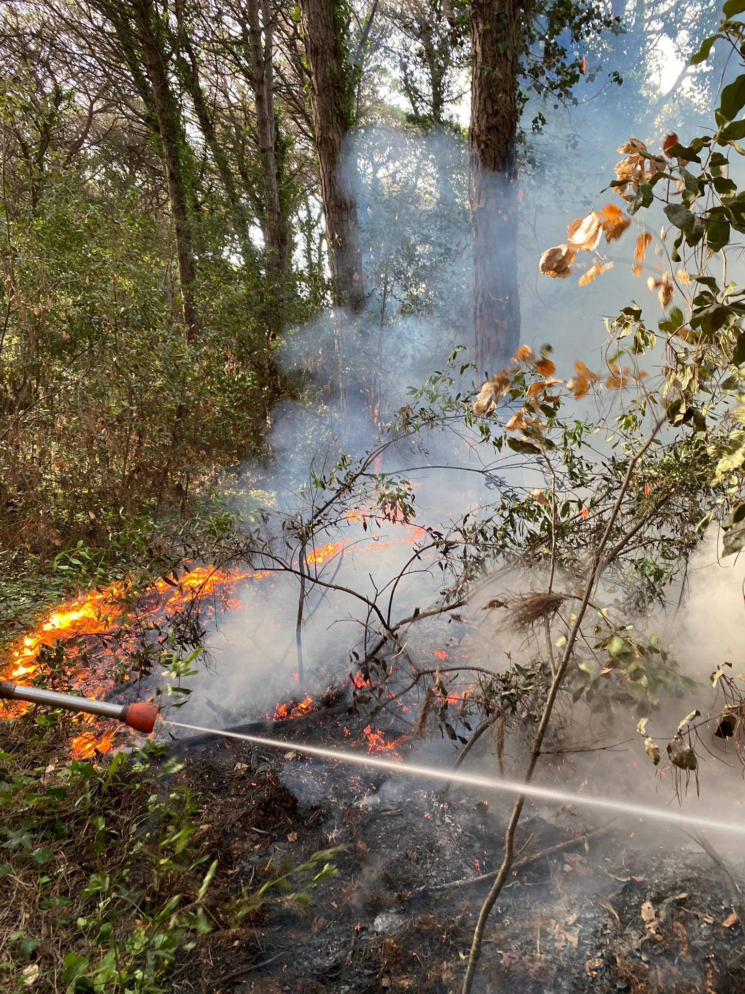 Ostia incendio pineta