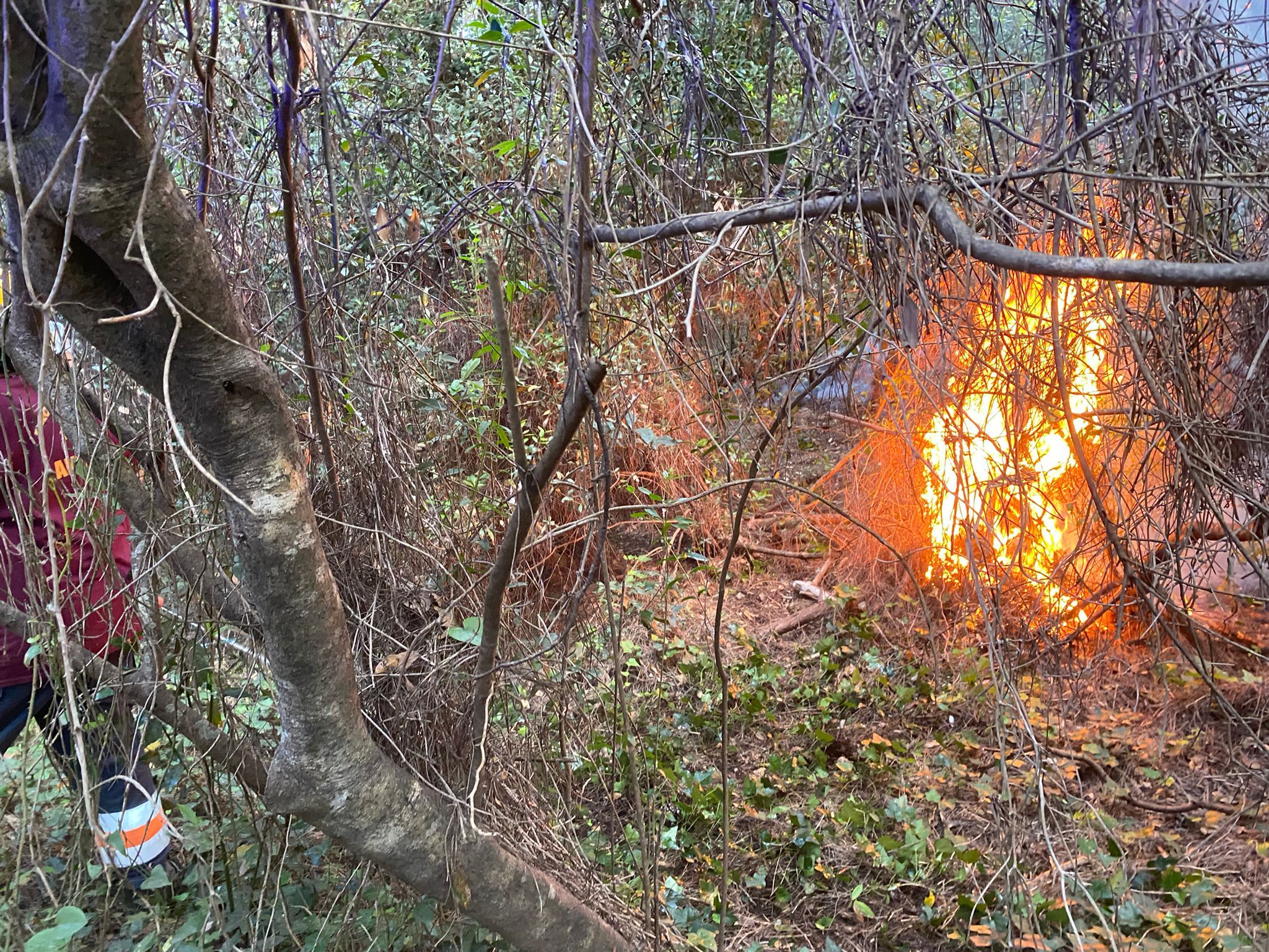 Ostia incendio pineta