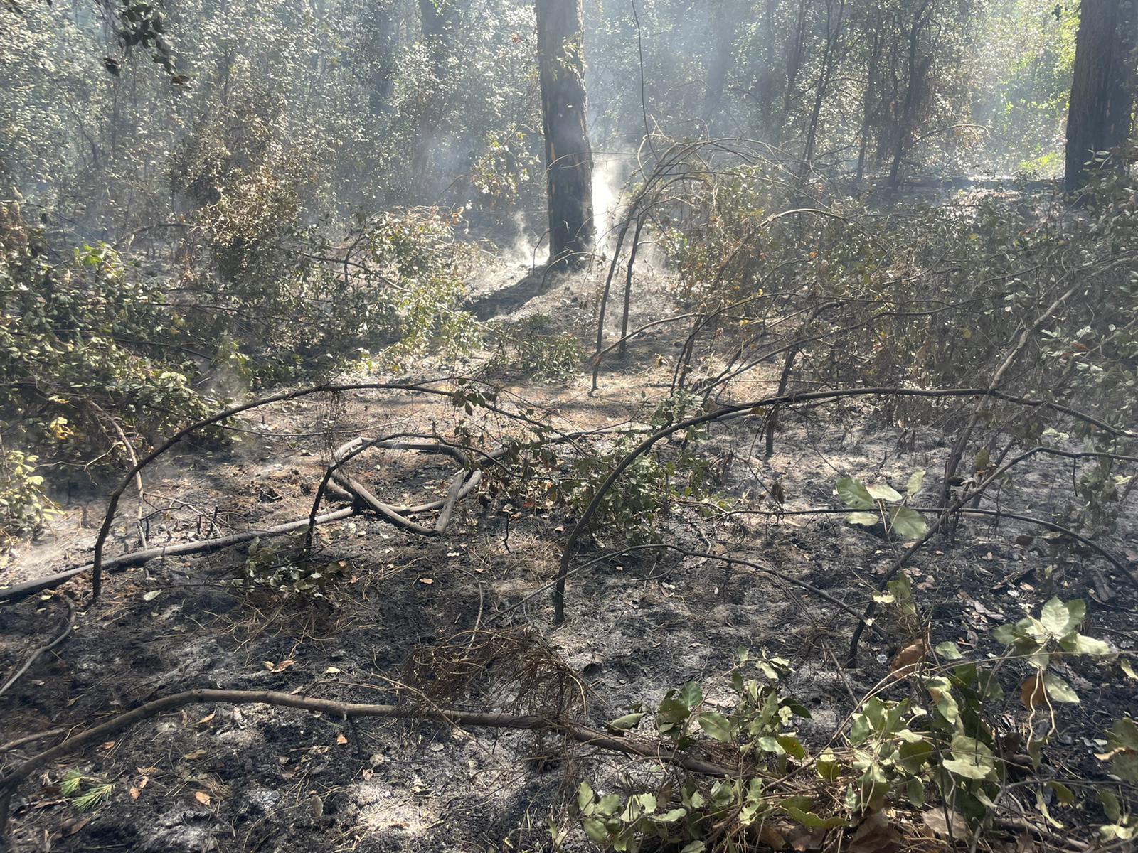 Ostia incendio pineta