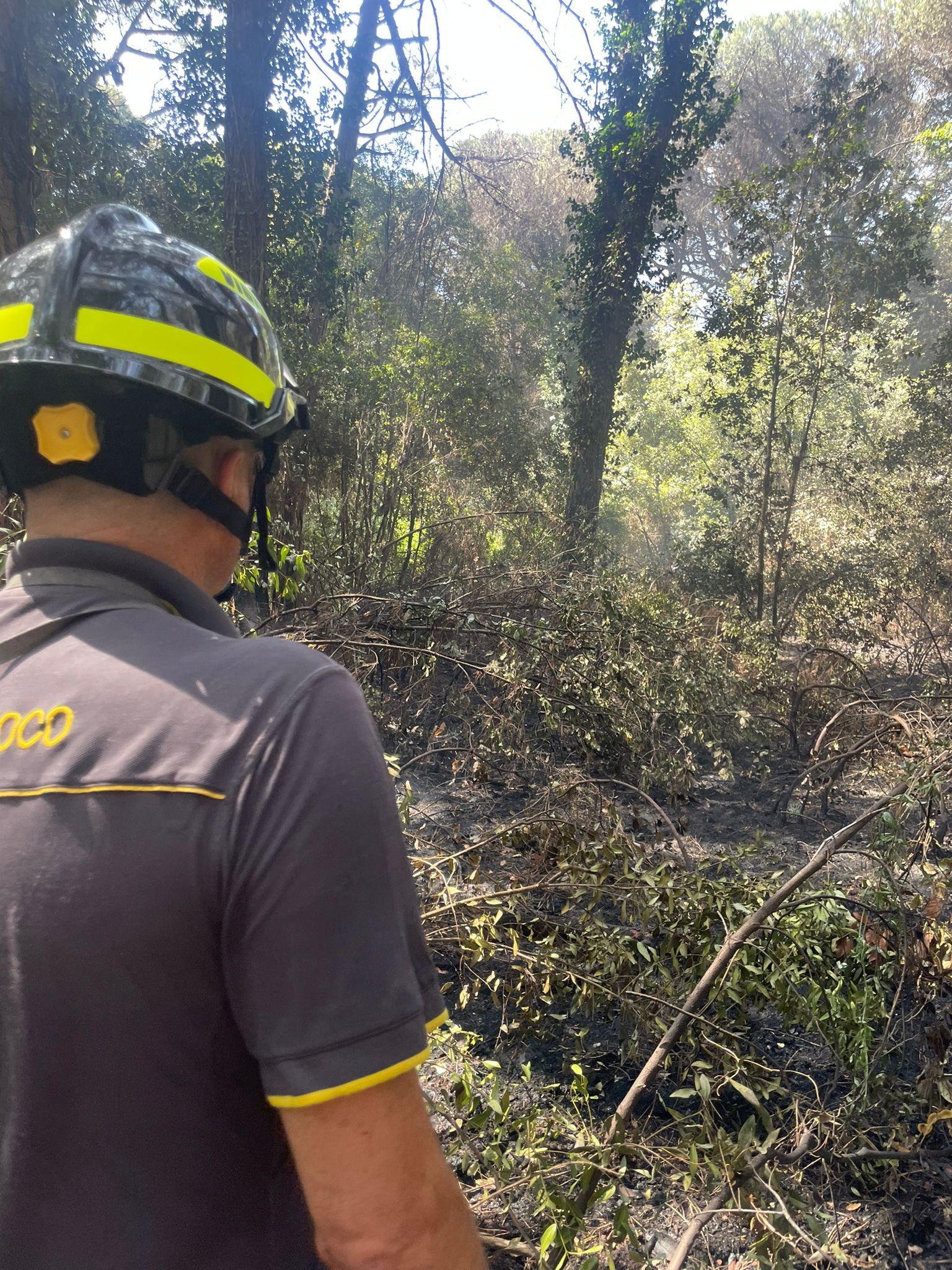 incendio pineta Castel Fusano Ostia