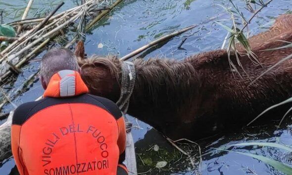 Salvataggio cavallo vigili del fuoco