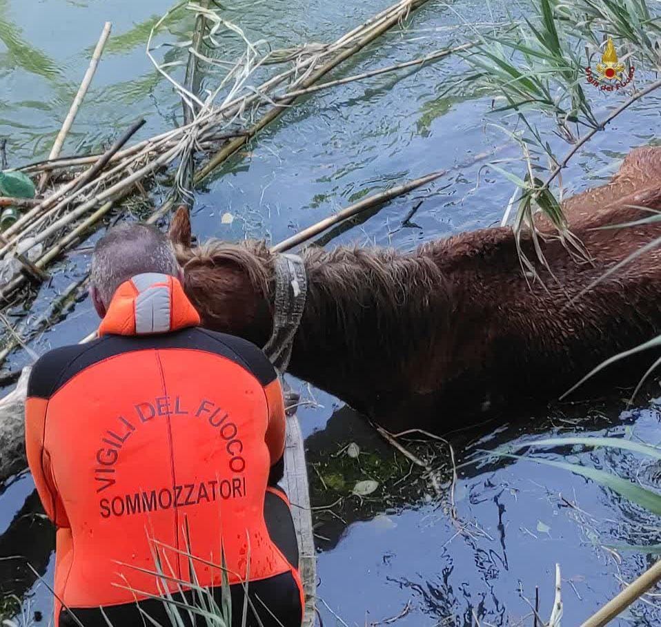 Salvataggio cavallo vigili del fuoco