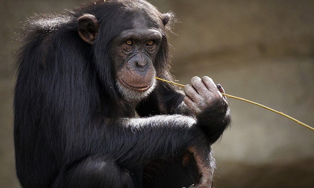 Vaiolo delle scimmie in Italia: cos’è, sintomi, trasmissione