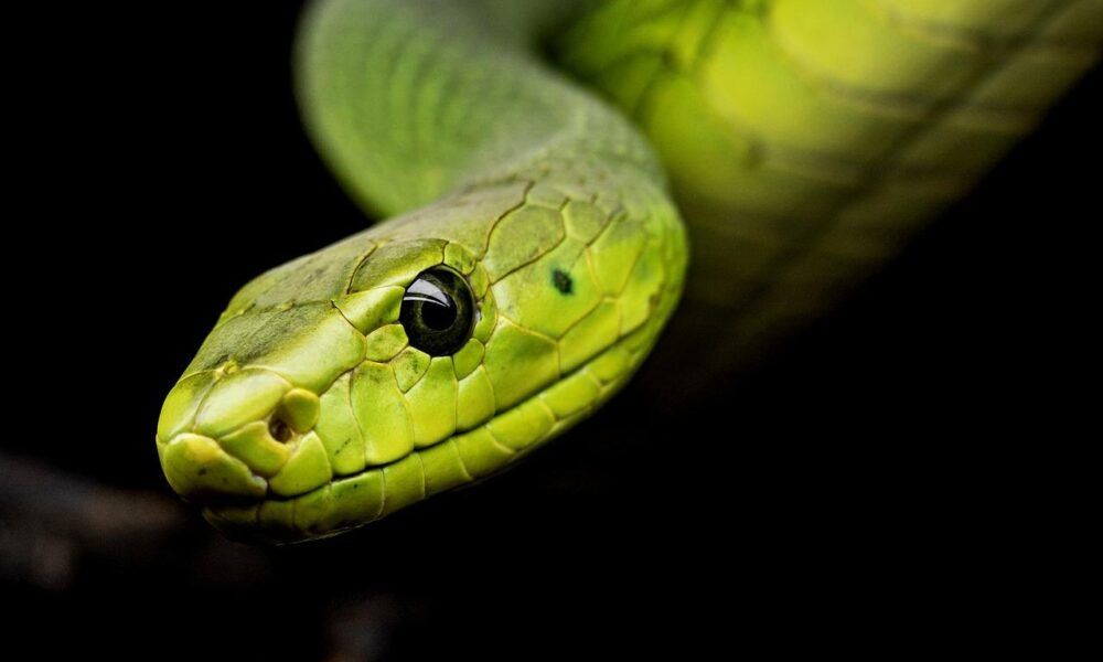 Trovato serpente nel giardino di una scuola