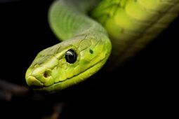 Trovato serpente nel giardino di una scuola