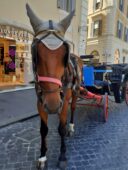 Roma, caso Botticelle: non si ferma la polemica