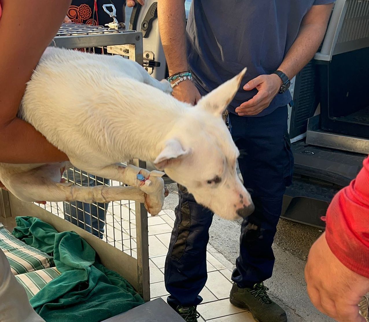 Canile Muratella: cucciolo rischia di morire per un colpo di calore