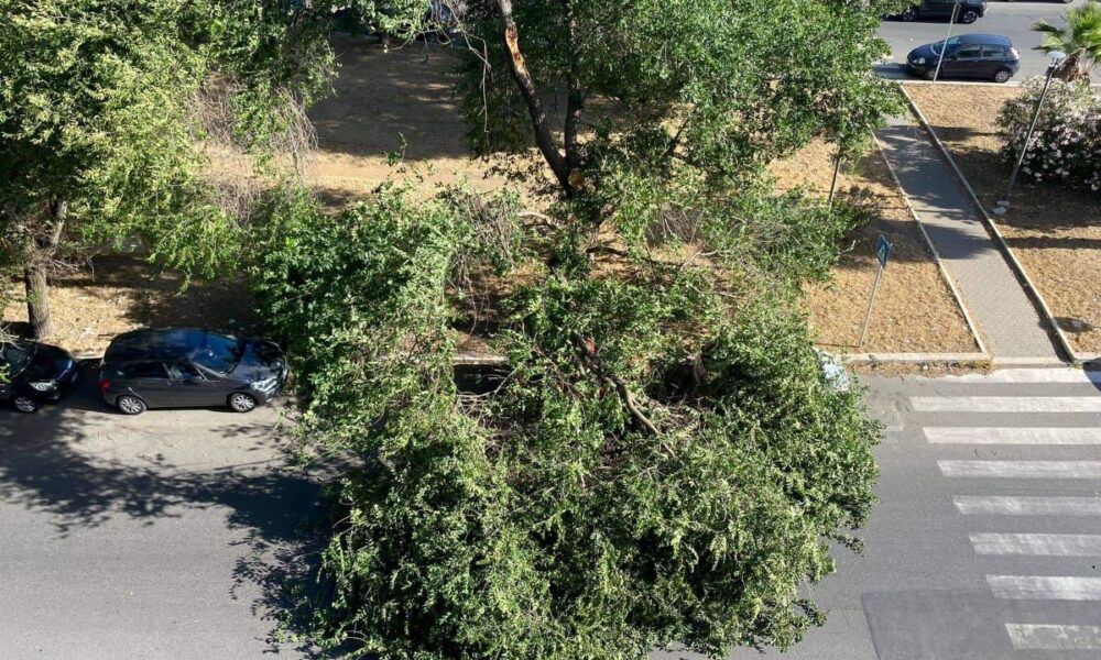 Ramo caduto a Ostia in via Isole del Capoverde