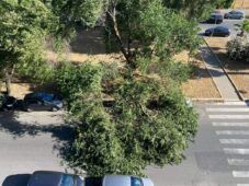 Ramo caduto a Ostia in via Isole del Capoverde