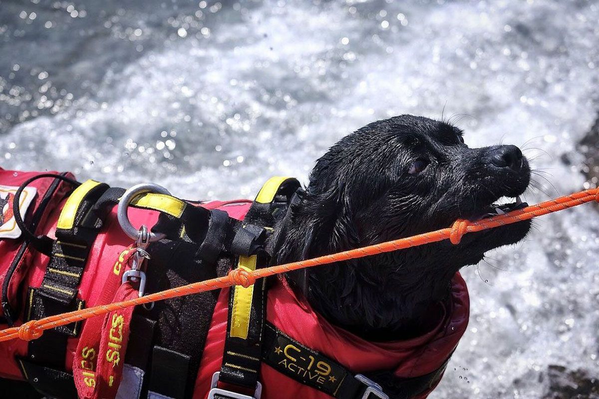 Cane bagnino che salva le persone