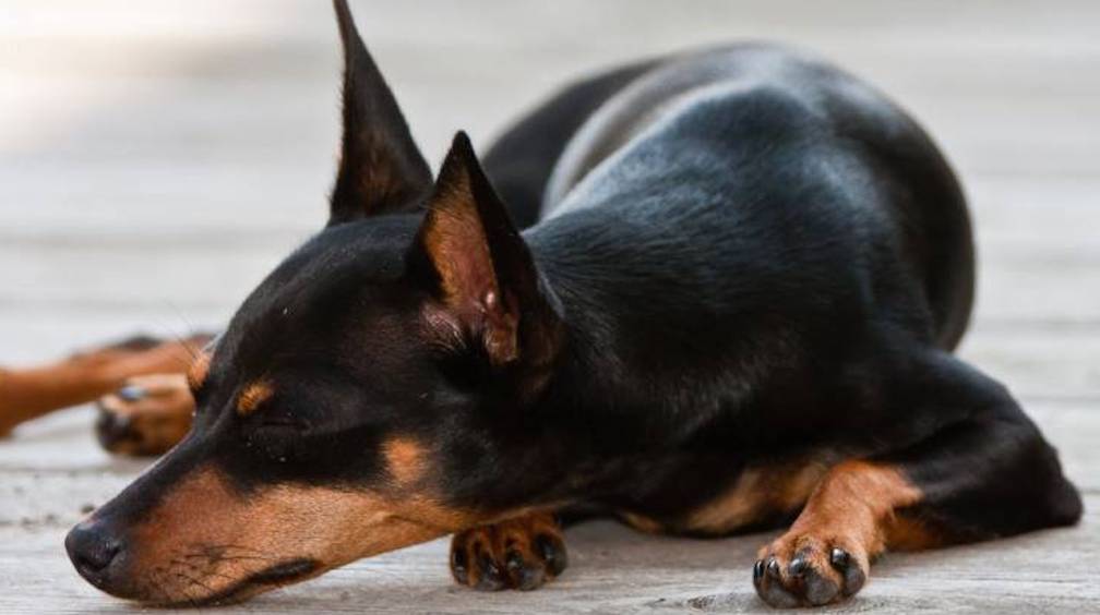 cagnolina uccisa