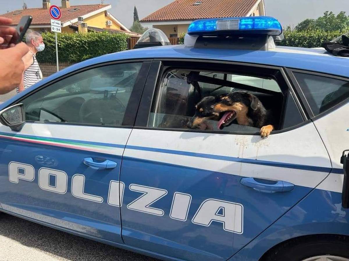 Cani salvati dall'incendio di lunedì 27 giugno