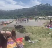 Famiglia di cinghiali al lago di Albano durante il pic-nic degli studenti