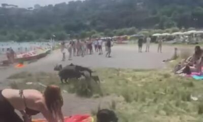 Famiglia di cinghiali al lago di Albano durante il pic-nic degli studenti