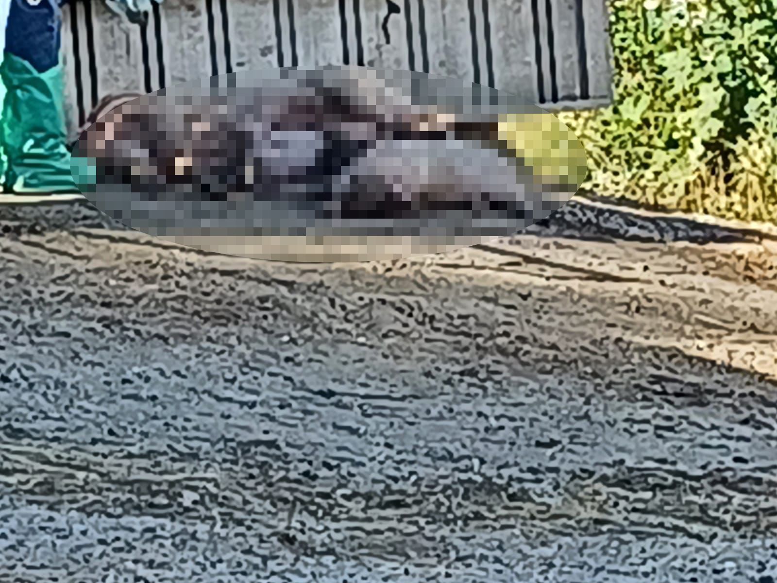 maialini uccisi