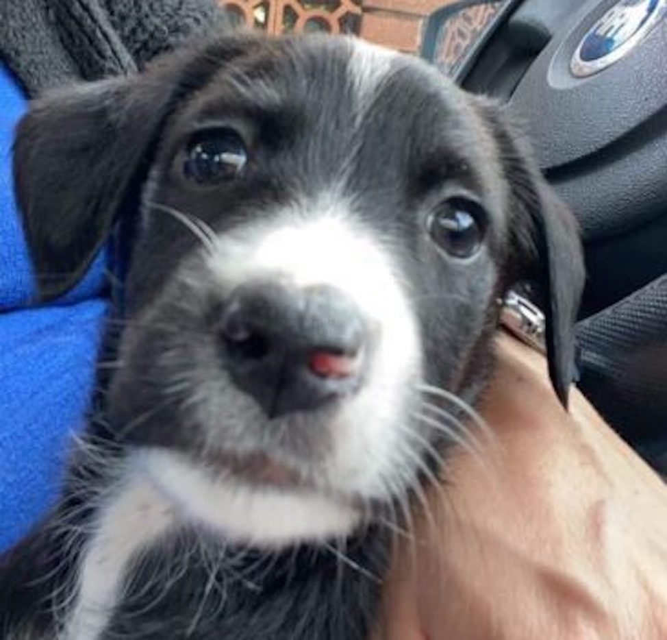 cane avvelenato pomezia