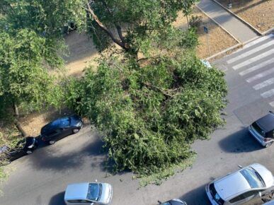 Ramo caduto a Ostia in via Isole del Capoverde