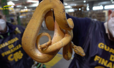 Serpente a Fiumicino
