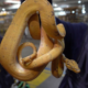 Serpente a Fiumicino