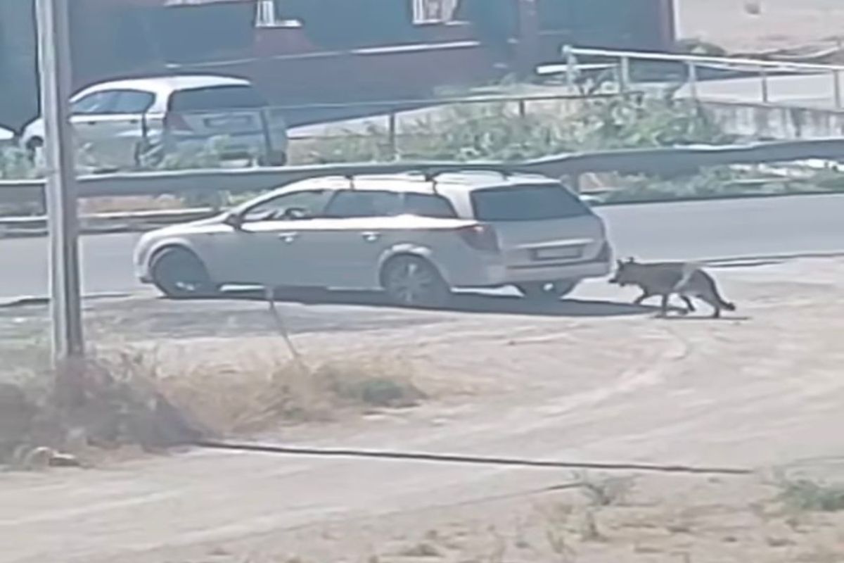Abbandonato per strada cane