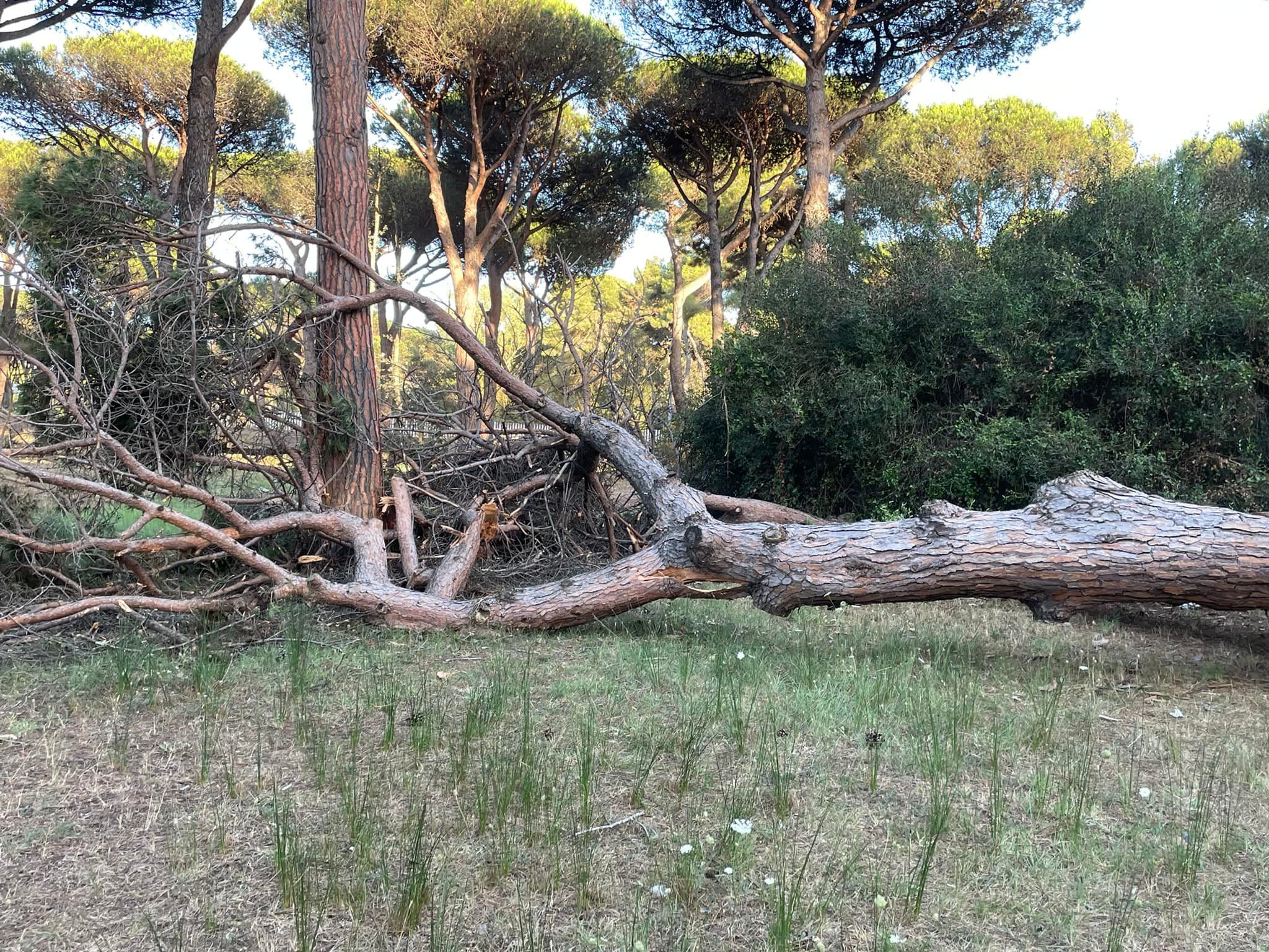 Albero crollato Ostia Parco Dieci Giugno