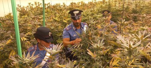 Le piante di cannabis trovate a Pomezia