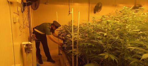 Le piante di cannabis trovate a Pomezia