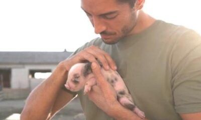 Maialino salvato
