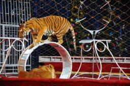 Tigre nel circo