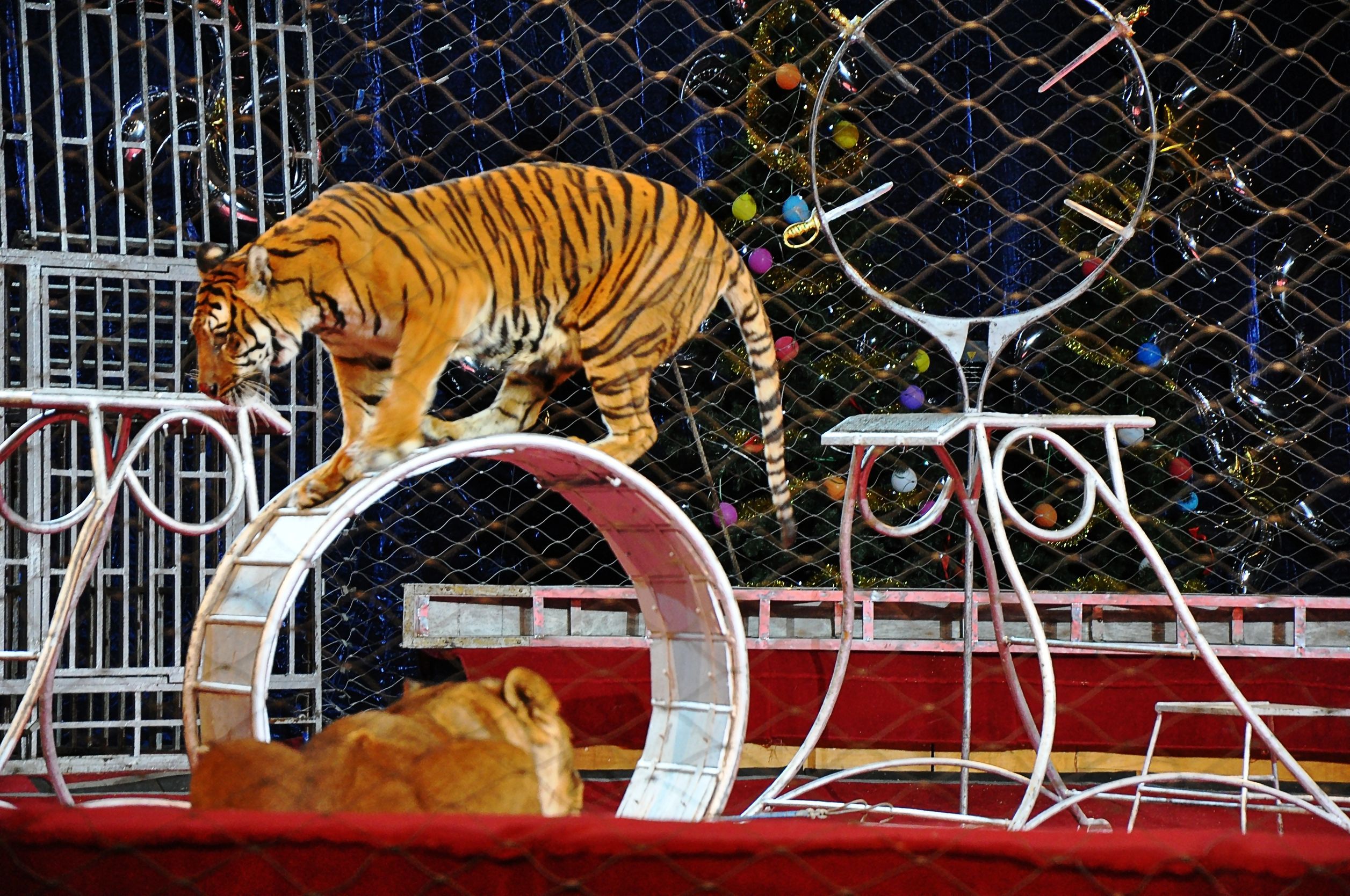 Tigre nel circo