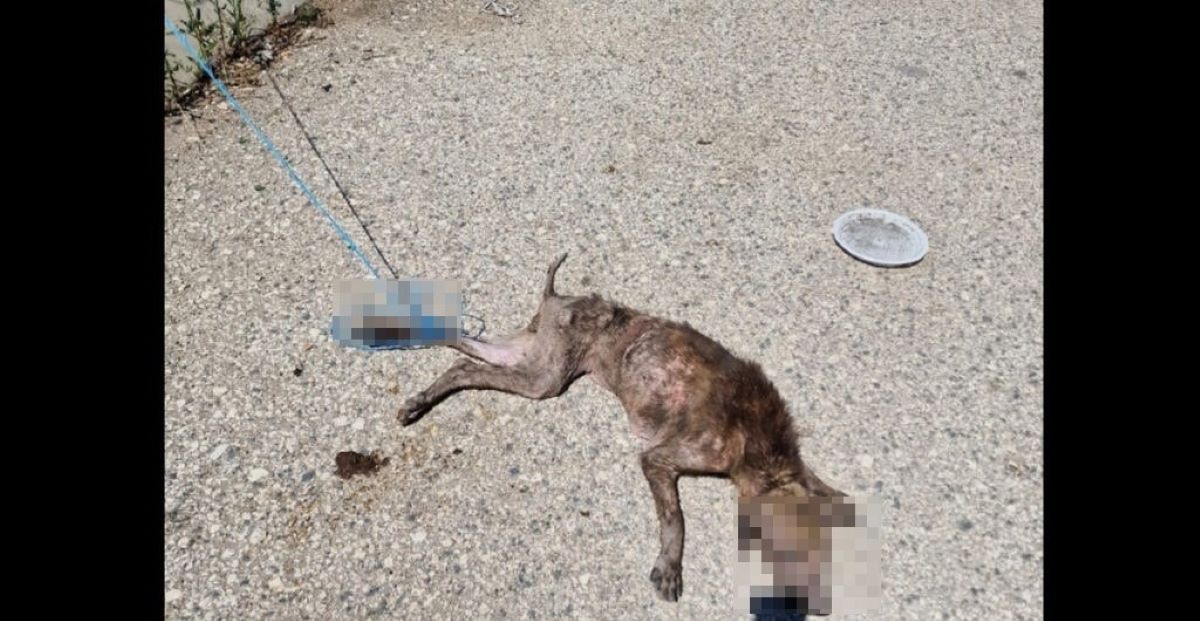 Cagnolina denutrita al campo rom di Castel Romano